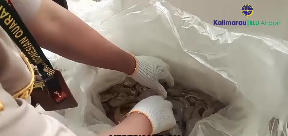 Ekspor Hasil Laut Berau Kembali Melonjak, Pengiriman ke-20 Capai 846 Kg