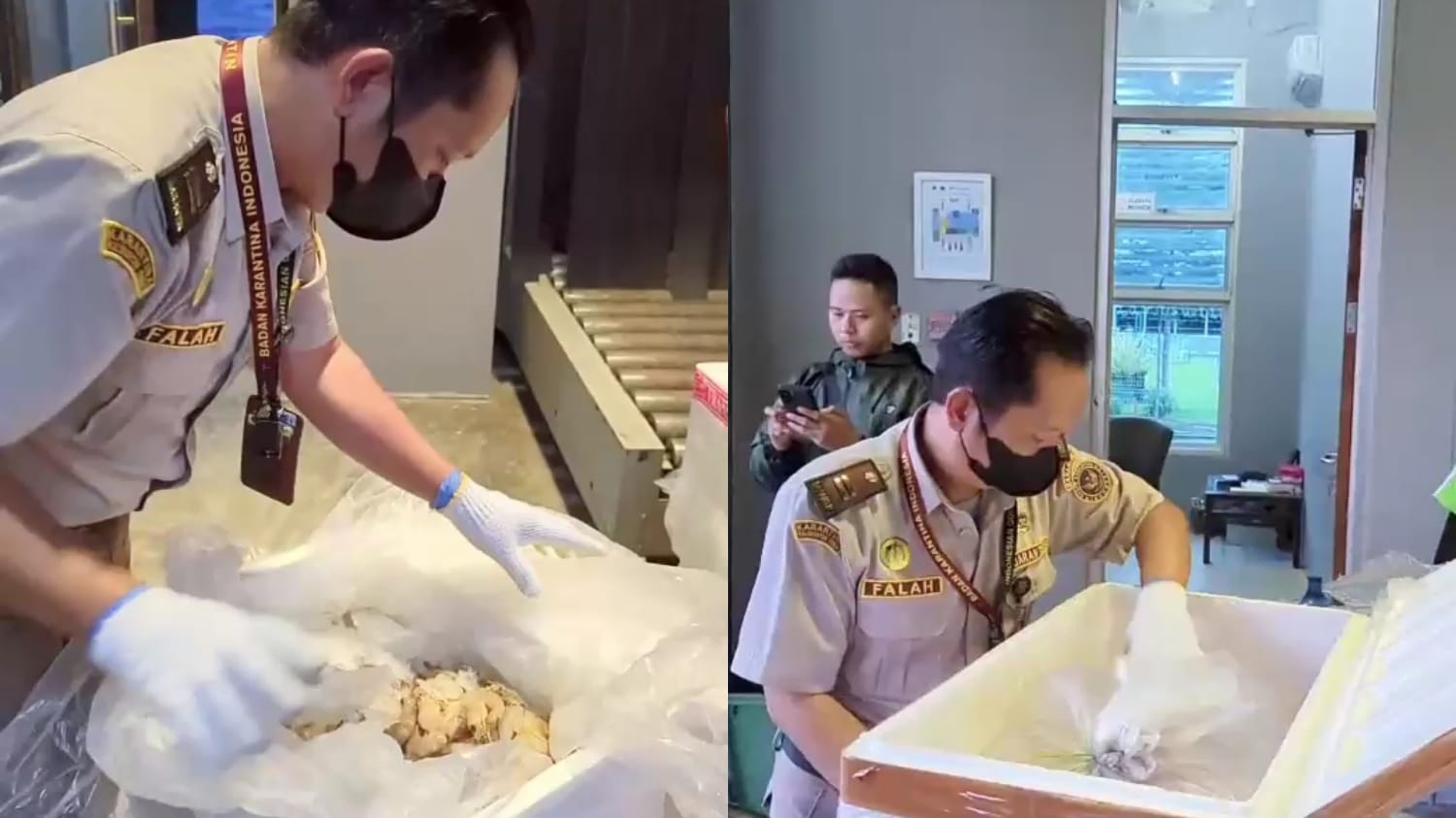 Ekspor Hasil Laut Berau Melonjak Pesat, Bandara Kalimarau Jadi Pusat Distribusi Utama