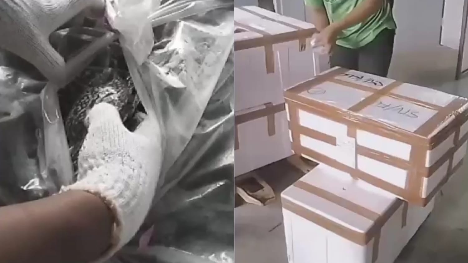 Ekspor Komoditas Laut Berau Catat Rekor Pengiriman ke-33