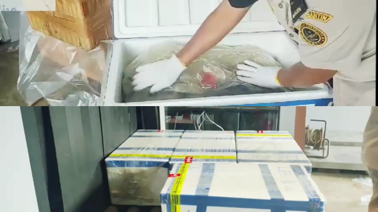 Bandara Kalimarau Catat Rekor Ekspor Hasil Laut, Borneo Cargo Logistic Dorong Pertumbuhan Signifikan