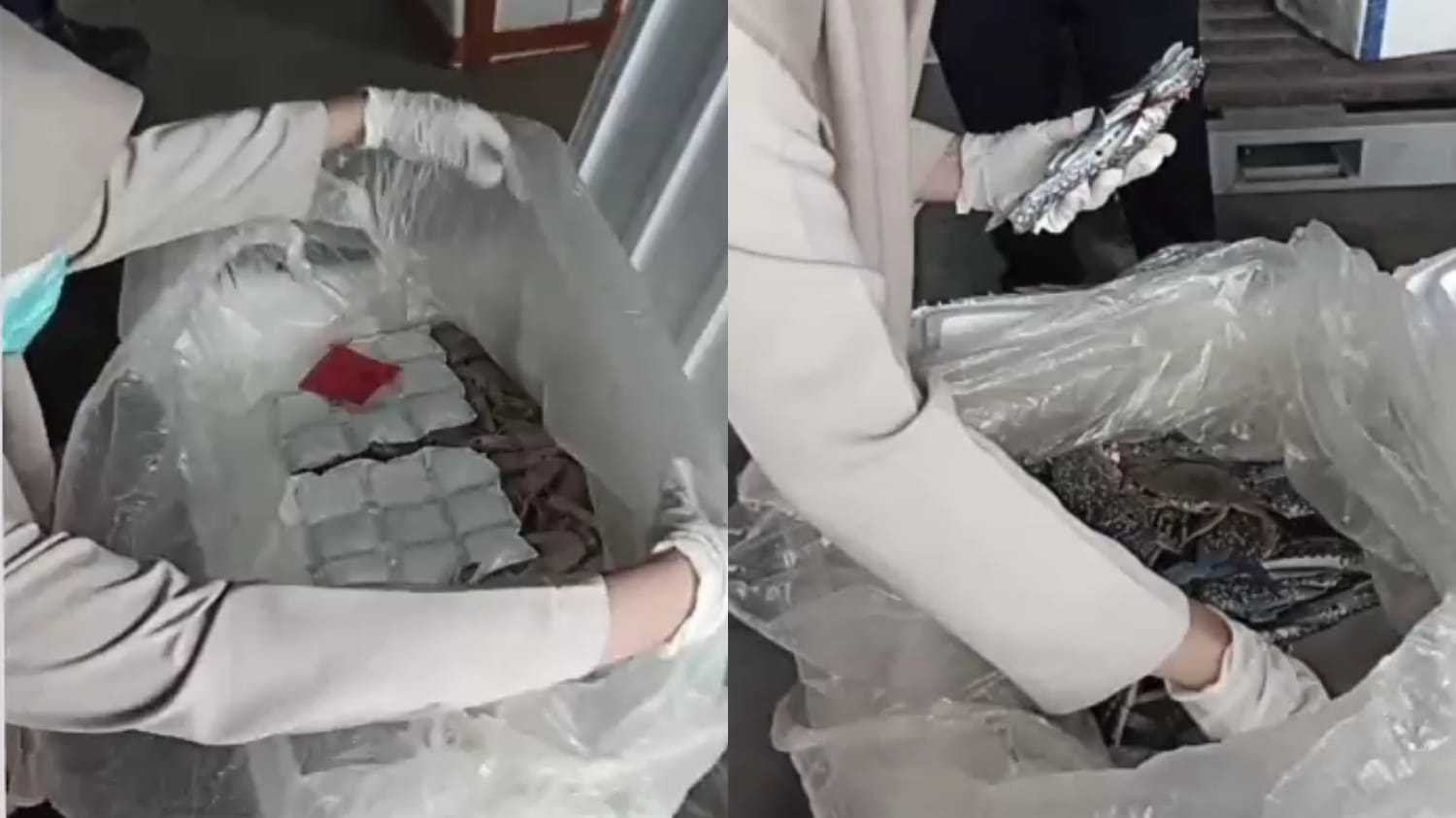 Bandara Kalimarau Pacu Ekspor Hasil Laut Berau, Borneo Cargo Logistic Jadi Katalisator Pertumbuhan