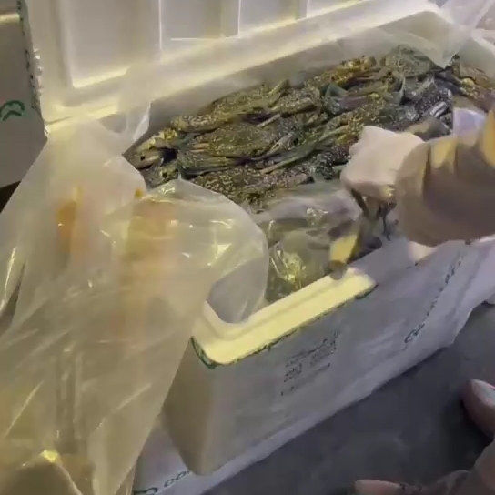 Bandara Kalimarau Catatkan Pengiriman Ke-41, Tembus Pasar Asia