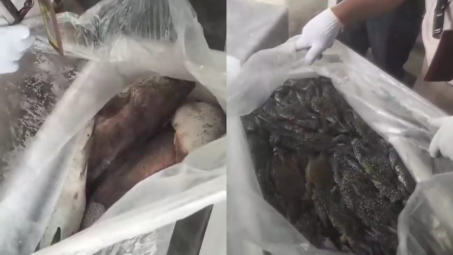 Bandara Kalimarau Jadi Lokomotif Ekspor Komoditas Laut