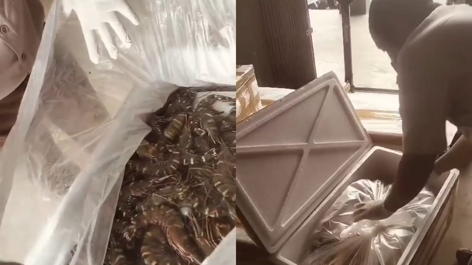 Bandara Kalimarau Kembali Catat Peningkatan Signifikan Ekspor Hasil Laut Berau