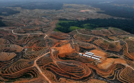 Gubernur Harum Luruskan Isu Deforestasi Hutan Kaltim