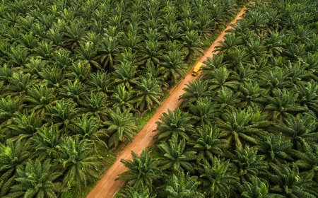 Kebun Sawit Kaltim Seluas 1,6 Juta Hektare, Pemprov Klaim Masih Sesuai RTRW