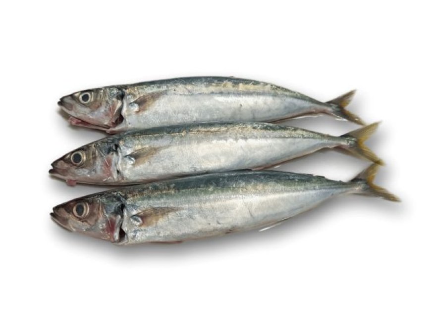 Ikan Layang menjadi Salah Satu Pemicu Inflasi di Berau Menjelang Nataru