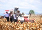 BPS: Produksi Jagung Nasional 2025 Naik 6,44 Persen, Tembus 16,11 Juta Ton