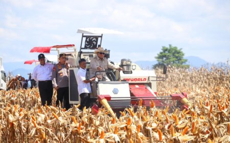 BPS: Produksi Jagung Nasional 2025 Naik 6,44 Persen, Tembus 16,11 Juta Ton