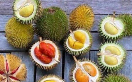 Udah Musim Durian? Ayo Kenali Ragam Varietas Unggulan Beserta Karakter Rasanya