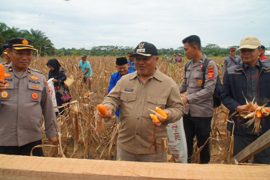 Panen Raya di Gunung Tabur, Jagung Jadi Andalan Swasembada Pangan Berau