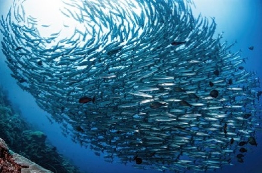 Fenomena Tornado Barakuda Maratua Perkuat Posisi Berau sebagai Destinasi Wisata Bahari Dunia