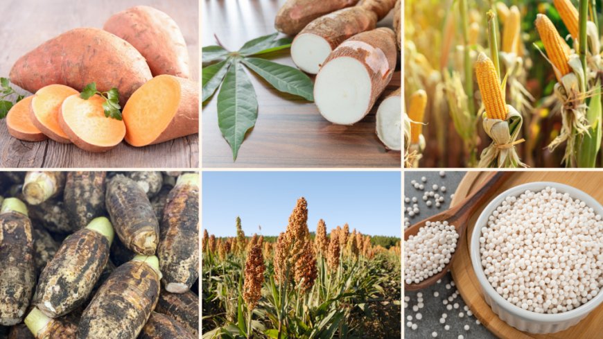 Sagu, Sorgum, dan Mocaf: Wajah Baru Pangan Lokal Indonesia