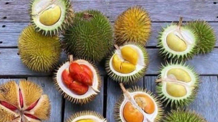 Udah Musim Durian? Ayo Kenali Ragam Varietas Unggulan Beserta Karakter Rasanya
