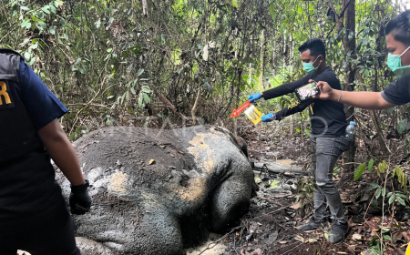 Gajah Ditemukan Tewas Tanpa Kepala di Kawasan Konsesi Perusahaan di Riau