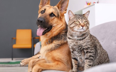 Pemprov Kaltim Larang Perdagangan Daging Anjing dan Kucing, Tegaskan Standar Keamanan Pangan