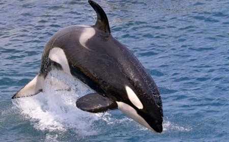 Tak Sekadar Sensasi, Munculnya Paus Orca di Maratua Bukti Kesehatan Ekosistem Laut Berau