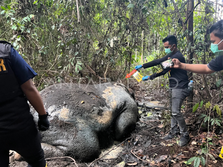 Gajah Ditemukan Tewas Tanpa Kepala di Kawasan Konsesi Perusahaan di Riau