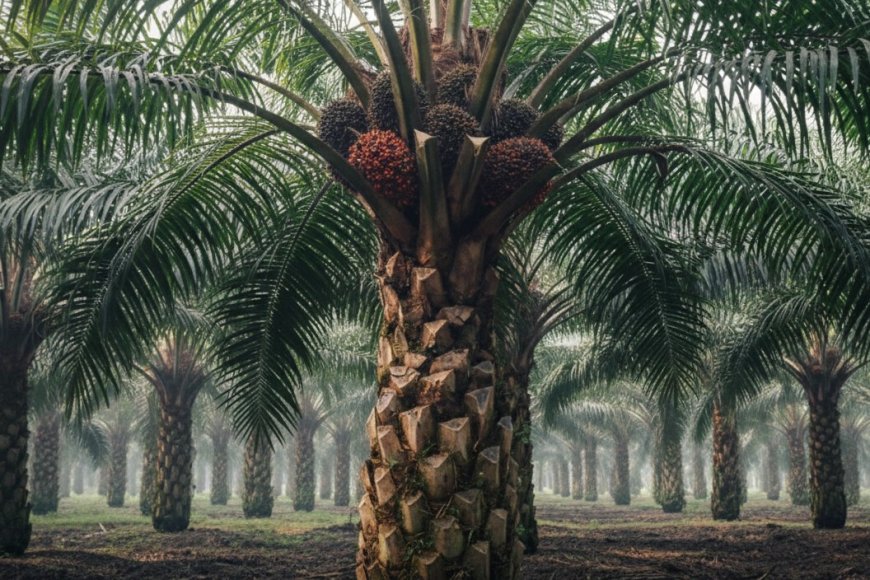 Skema Pajak Sawit 2026 Tetap Berlaku, Industri Diminta Patuhi Regulasi