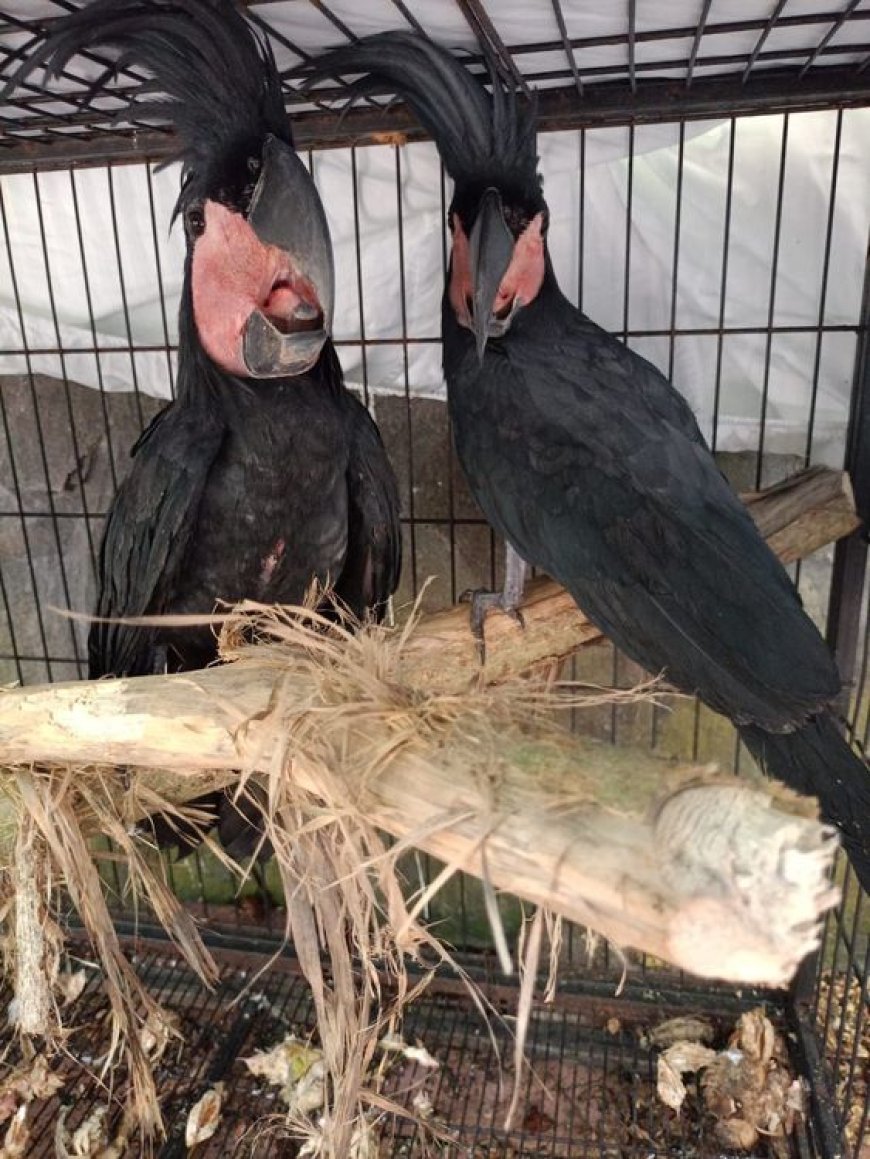 Kasus Perdagangan Satwa Langka Terungkap di Manado, Pelaku Berhasil Ditahan