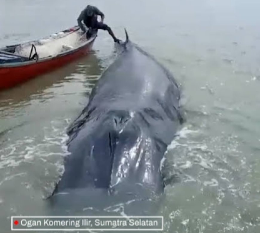 Paus Sepanjang 10 Meter Ditemukan Terdampar di Sungai Somor OKI, Kondisi Akhirnya Mati