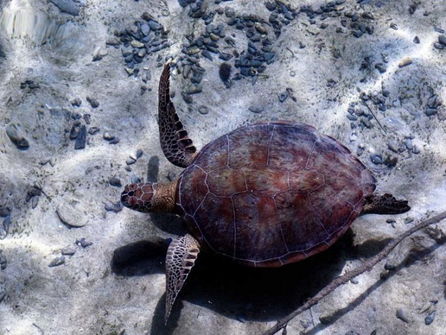 Teknologi Drone dan Kolaborasi Internasional Perkuat Perlindungan Penyu di Pulau Derawan