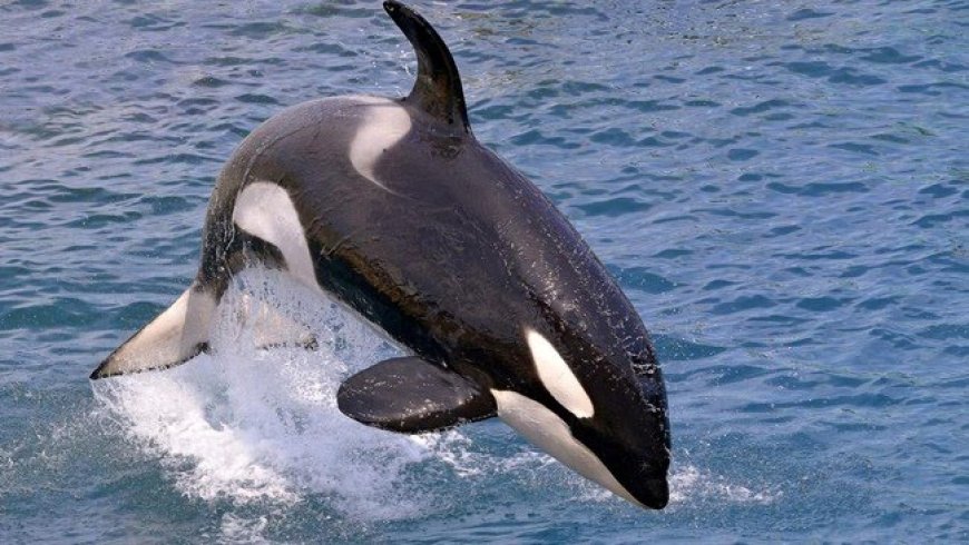 Tak Sekadar Sensasi, Munculnya Paus Orca di Maratua Bukti Kesehatan Ekosistem Laut Berau