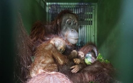 Kisah Fenomena Jane: Induk Orangutan yang Bertahan Hidup Bersama Dua Bayi Kembarnya di Hutan Kaltim