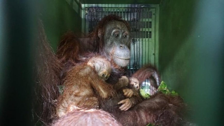 Kisah Fenomena Jane: Induk Orangutan yang Bertahan Hidup Bersama Dua Bayi Kembarnya di Hutan Kaltim